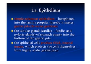 simple columnar epithelium invaginates
into the lamina propria, thereby it makes
gastric pits (foveolae gastricae)
the tubular glands (cardiac -, fundic- and
pyloric glands) of stomach empty into the
bottom of the gastric pits
the epithelial cells produce thick , neutral
mucin , which protects the cells themselves
from highly acidic gastric juice
 