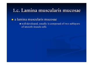 a lamina muscularis mucosae
    well-developed, usually is composed of two sublayers
    of smooth muscle cells
 