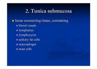 loose coonecting tissue, containing
  blood vessels
  lymphatics
  lymphocytes
  solitary fat cells
  macrophages
  mast cells
 