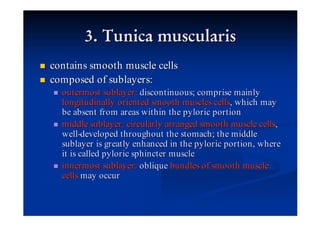 contains smooth muscle cells
composed of sublayers:
  outermost sublayer : discontinuous; comprise mainly
  longitudinally oriented smooth muscles cells, which may
  be absent from areas within the pyloric portion
  middle sublayer : circularly arranged smooth muscle cells,
  well-developed throughout the stomach ; the middle
  sublayer is greatly enhanced in the pyloric portion , where
  it is called pyloric sphincter muscle
  innermost sublayer : oblique bundles of smooth muscle
  cells may occur
 