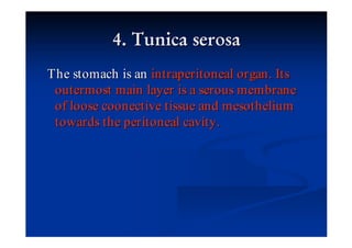 The stomach is an intraperitoneal organ . Its
 outermost main layer is a serous membrane
 of loose coonective tissue and mesothelium
 towards the peritoneal cavity .
 