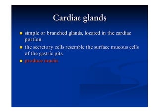 simple or branched glands, located in the cardiac
portion
the secretory cells resemble the surface mucous cells
of the gastric pits
produce mucin
 