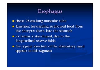 about 25-cm -long muscular tube
function : forwarding swallowed food from
the pharynx down into the stomach
its lumen is star -shaped, due to the
longitudinal reserve folds
the typical structure of the alimentary canal
appears in this segment
 