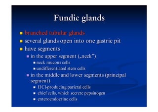 branched tubular glands
several glands open into one gastric pit
have segments
  in the upper segment ( neck )
    neck mucous cells
    undifferentiated stem cells
  in the middle and lower segments (principal
  segment )
     H Cl-producing parietal cells
     chief cells, which secrete pepsinogen
     enteroendocrine cells
 