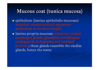 epithelium (lamina epithelialis mucosae):
stratified, nonkeratinized squamous
epithelium at its entire length
lamina propria mucosae comprises cardiac
esophageal glands (glandulae oesophageae
cardiacae) in its begining and terminal
portions; these glands resemble the cardiac
glands, hence the name
 