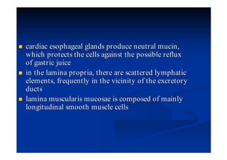 cardiac esophageal glands produce neutral mucin,
which protects the cells against the possible reflux
of gastric juice
in the lamina propria, there are scattered lymphatic
elements, frequently in the vicinity of the excretory
ducts
lamina muscularis mucosae is composed of mainly
longitudinal smooth muscle cells
 