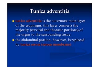 tunica adventitia is the outermost main layer
of the esophagus; this layer connects the
majority (cervical and thoracic portions) of
the organ to the surrounding tissue
the abdominal portion , however , is replaced
by tunica serosa (serous membrane)
 