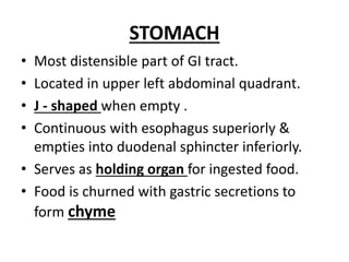 STOMACH
• Most distensible part of GI tract.
• Located in upper left abdominal quadrant.
• J - shaped when empty .
• Continuous with esophagus superiorly &
empties into duodenal sphincter inferiorly.
• Serves as holding organ for ingested food.
• Food is churned with gastric secretions to
form chyme
 