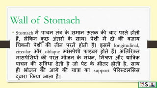 Digestive system part 2 ( pharynx, esophagus and stomach) hindi | PPTX