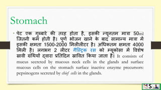 Digestive system part 2 ( pharynx, esophagus and stomach) hindi | PPTX