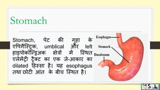 Digestive system part 2 ( pharynx, esophagus and stomach) hindi | PPTX