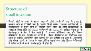 Digestive system part 3 (small and large intestine) hindi | PPTX