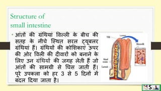 Digestive system part 3 (small and large intestine) hindi | PPTX