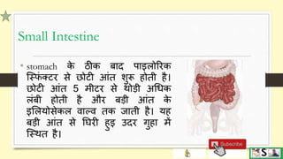 Digestive system part 3 (small and large intestine) hindi | PPTX