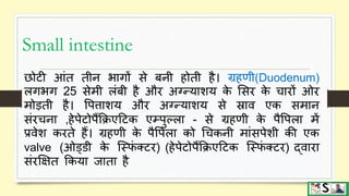 Digestive system part 3 (small and large intestine) hindi | PPTX