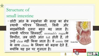 Digestive system part 3 (small and large intestine) hindi | PPTX