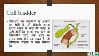 Digestive system part 4 (pancreas, liver and gall bladder) hindi | PPTX