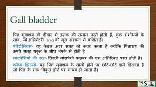 Digestive system part 4 (pancreas, liver and gall bladder) hindi | PPTX