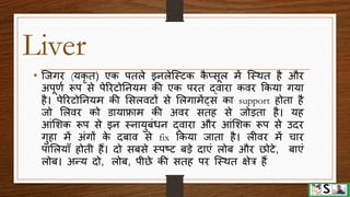 Digestive system part 4 (pancreas, liver and gall bladder) hindi | PPTX