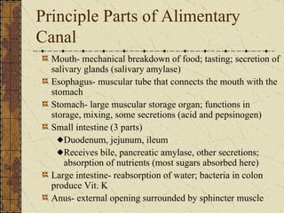 Principle Parts of Alimentary Canal Mouth- mechanical breakdown of food; tasting; secretion of salivary glands (salivary amylase) Esophagus- muscular tube that connects the mouth with the stomach Stomach- large muscular storage organ; functions in storage, mixing, some secretions (acid and pepsinogen) Small intestine (3 parts) Duodenum, jejunum, ileum Receives bile, pancreatic amylase, other secretions; absorption of nutrients (most sugars absorbed here) Large intestine- reabsorption of water; bacteria in colon produce Vit. K Anus- external opening surrounded by sphincter muscle 