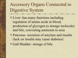Accessory Organs Connected to Digestive System Liver- has many functions including regulation of amino acids in blood, production of glycogen (a storage molecule) and bile, converting ammonia to urea Pancreas- secretion of amylase and insulin (lack on insulin may cause diabetes) Gall Bladder- storage of bile 