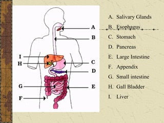 Salivary Glands Esophagus Stomach Pancreas Large Intestine Appendix Small intestine Gall Bladder Liver 
