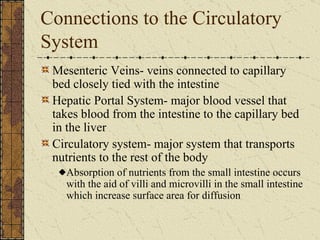 Connections to the Circulatory System Mesenteric Veins- veins connected to capillary bed closely tied with the intestine Hepatic Portal System- major blood vessel that takes blood from the intestine to the capillary bed in the liver Circulatory system- major system that transports nutrients to the rest of the body Absorption of nutrients from the small intestine occurs with the aid of villi and microvilli in the small intestine which increase surface area for diffusion 