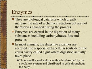Enzymes They are biological catalysts which greatly increase the rate of a chemical reaction but are not themselves changed during the process Enzymes are central in the digestion of many substances including carbohydrates, fats and proteins. In most animals, the digestive enzymes are secreted into a special extracellular (outside of the cells) cavity called a gut where digestion actually takes place These smaller molecules can then be absorbed by the circulatory system and distributed to cells throughout the body. 