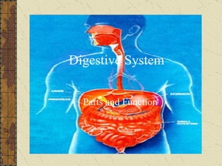 Digestive System Parts and Function 