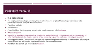DIGESTIVE ORGANS
 THE ESOPHAGUS
 The esophagus or oesophagus, commonly known as the food pipe or gullet,The esophagus is a muscular tube
connecting the throat (pharynx) with the stomach.
 Functions include:
 Secrete mucus
 Moves food from the throat to the stomach using muscle movement called peristalsis
 What is Peristalsis?
 is a series of wave-like contractions of the muscles that are involved in the food movement and in the movement of
other liquid particles in the digestive tract to various processing organs that are located in the digestive system.”
 Reducing gastric reflux :Constriction of the upper and lower esophageal sphincters help to prevent reflux (backflow) of
gastric contents and acid into the esophagus, protecting the esophageal mucosa
 If acid from the stomach gets in here that’s heartburn.
 