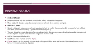 DIGESTIVE ORGANS
 THE STOMACH
 J-shaped muscular bag that stores the food you eat, breaks it down into tiny pieces.
 Mixes food with digestive juices that contain enzymes to break down proteins and lipids.
 GASTRIC JUICE
 Gastric acid, gastric juice or stomach acid, is a digestive fluid formed in the stomach and is composed of hydrochloric
acid (HCl), potassium chloride (KCI) and sodium chloride (NaCl).
 The acid plays a key role in digestion of proteins, by activating digestive enzymes, and making ingested proteins unravel
so that digestive enzymes break down the long chains of amino acids.
 Acid in the stomach kills bacteria.
 Food found in the stomach is called chyme.
 Chyme is a thick, acidic, semifluid mixture of partially digested food, water, and stomach secretions (gastric juices)
formed in the stomach during digestion.
 