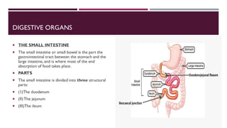 DIGESTIVE ORGANS
 THE SMALL INTESTINE
 The small intestine or small bowel is the part the
gastrointestinal tract between the stomach and the
large intestine, and is where most of the end
absorption of food takes place.
 PARTS
 The small intestine is divided into three structural
parts:
 (1)The duodenum
 (II)The jejunum
 (III)The ileum
 