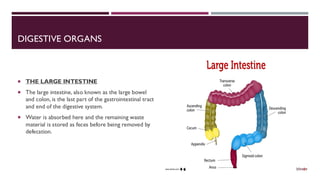 DIGESTIVE ORGANS
 THE LARGE INTESTINE
 The large intestine, also known as the large bowel
and colon, is the last part of the gastrointestinal tract
and end of the digestive system.
 Water is absorbed here and the remaining waste
material is stored as feces before being removed by
defecation.
 