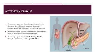 ACCESSORY ORGANS
 Accessory organs are those that participate in the
digestion of food but do not come into direct
contact with it like the mouth, stomach or intestine.
 Accessory organs secrete enzymes into the digestive
tract to facilitate the breakdown of food.
 Accessory organs include the Salivary glands,
liver, the pancreas, and the gall bladder.
 