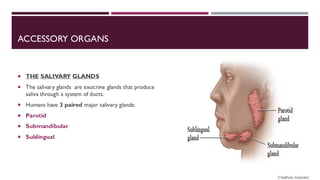 ACCESSORY ORGANS
 THE SALIVARY GLANDS
 The salivary glands are exocrine glands that produce
saliva through a system of ducts.
 Humans have 3 paired major salivary glands:
 Parotid
 Submandibular
 Sublingual
 