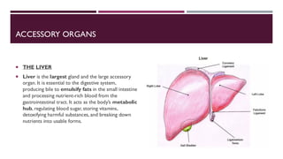 ACCESSORY ORGANS
 THE LIVER
 Liver is the largest gland and the large accessory
organ. It is essential to the digestive system,
producing bile to emulsify fats in the small intestine
and processing nutrient-rich blood from the
gastrointestinal tract. It acts as the body’s metabolic
hub, regulating blood sugar, storing vitamins,
detoxifying harmful substances, and breaking down
nutrients into usable forms.
 