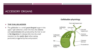 ACCESSORY ORGANS
 THE GALLBLADDER
 The gallbladder is a small, pear-shaped organ in the
upper right abdomen, under the liver, that stores
and concentrates bile produced by the liver to aid
in fat digestion. It releases bile into the small
intestine via the cystic duct when eating,
particularly triggered by fats and proteins.
 