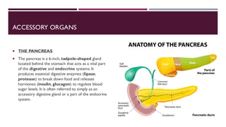ACCESSORY ORGANS
 THE PANCREAS
 The pancreas is a 6-inch, tadpole-shaped gland
located behind the stomach that acts as a vital part
of the digestive and endocrine systems. It
produces essential digestive enzymes (lipase,
protease) to break down food and releases
hormones (insulin, glucagon) to regulate blood
sugar levels. It is often referred to simply as an
accessory digestive gland or a part of the endocrine
system.
 
