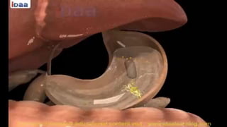 Comprehensive Overview of Human Digestive System Physiology and Function