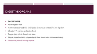 DIGESTIVE ORGANS
 THE MOUTH
 Mouth ingests food
 Teeth masticates food into small pieces to increase surface area for digestion
 Saliva (pH 7) moisten and soften food.
 Tongue plays role in Speech and taste.
 Tongue mixes food with saliva and rolls food into a bolus before swallowing
 Saliva water, mucus, salivary amylase.
 