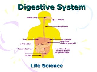 Digestive System Life Science 