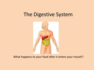 The Digestive System




                        Fr

What happens to your food after it enters your mouth?
 
