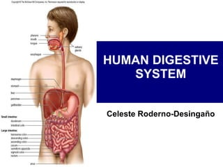 HUMAN DIGESTIVE SYSTEM Celeste Roderno-Desingaño 