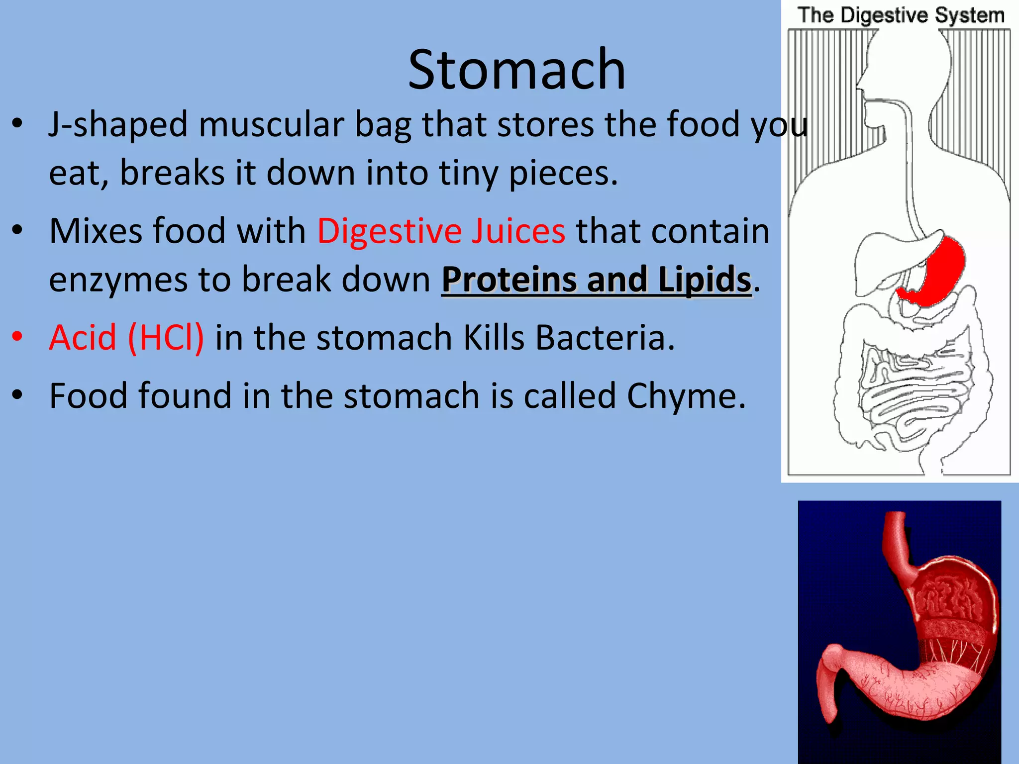 Digestive system ppt ppt