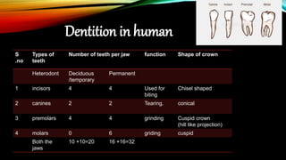 Dention Types Digestive system | PPTX