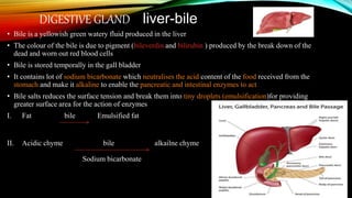 Digestive system | PPTX