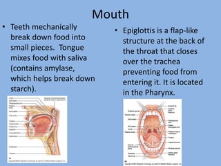 Mouth
• Teeth mechanically
break down food into
small pieces. Tongue
mixes food with saliva
(contains amylase,
which helps...