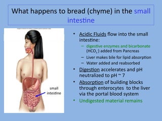 What happene to bread (chyme) in the emall
inteetne
• Acidic Fluide fow into the emall
inteetne:
– digeetie enzymee and bicarbonate
(HCO3
-
) added from Pancreae
– Liier makee bile for lipid abeorpton
– Water added and reabeorbed
• Digeeton acceleratee and pH
neutralized to pH ~ 7
• Abeorpton of building blocke
through enterocytee to the liier
iia the portal blood eyetem
• Undigeeted material remaine
emall
inteetne
 