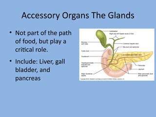 Acceeeory Organe The Glande
• Not part of the path
of food, but play a
critcal role.
• Include: Liier, gall
bladder, and
pancreae
 