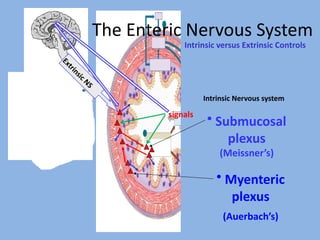 The Enteric Nerioue Syetem
•e Myenterice 
plexus
(Auerbach’s)
Intrinsice iersuse Extrinsice Controls
•e Submucosale 
plexus
(Meissner’s)
Intrinsice Neriouse system
E
x
t
r
i
n
s
i
c
e 
N
S
signals
 